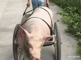 搞笑gif动图:原来水下的北极熊这么萌,简直萌翻了