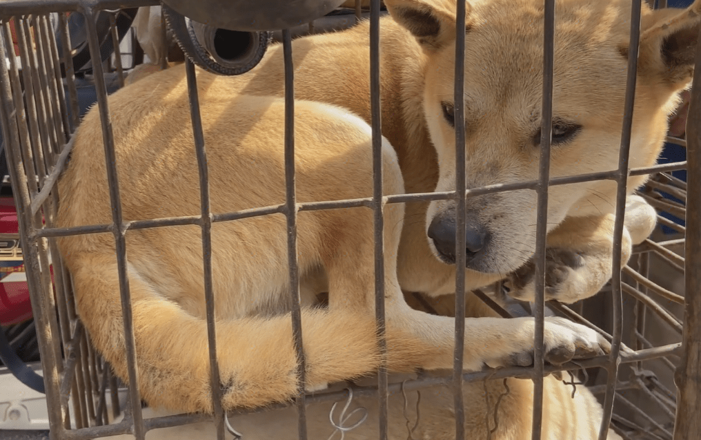 广西:大哥花七百从狗肉车上解救了一只大黄狗,没想到它竟是作为猎犬的