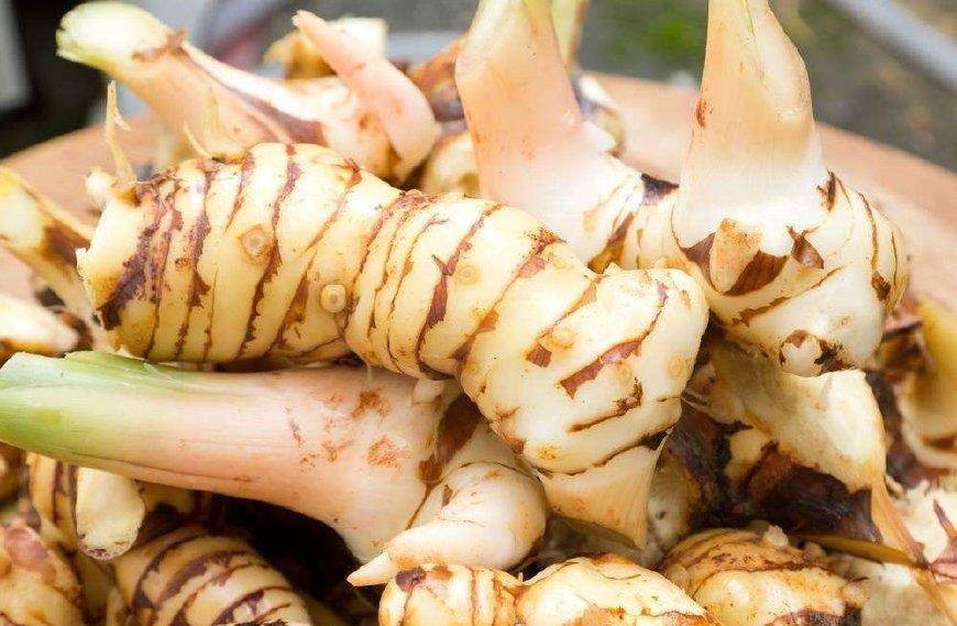 农村路边的"野姜",花泡茶喝能温胃,叶子是包粽子的绝佳材料