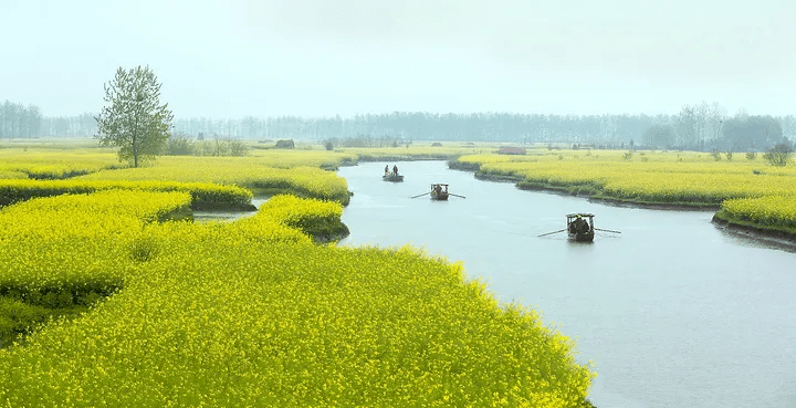 泰州市兴化水上油菜花在哪里 什么时候开 扬州兴化水上油菜花田攻略