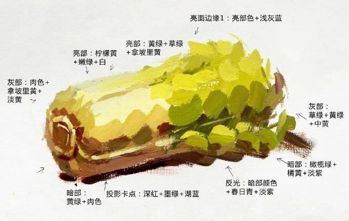 武汉209画室:美术高考丨色彩单体静物大白菜造型讲解