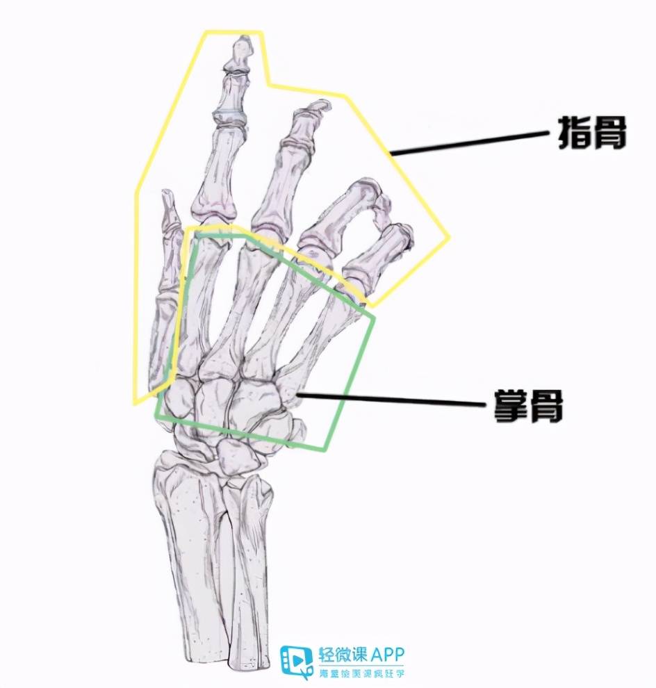 上是骨头开始讲起,我们的手掌是由掌骨所组成而指骨构成了我们的手指