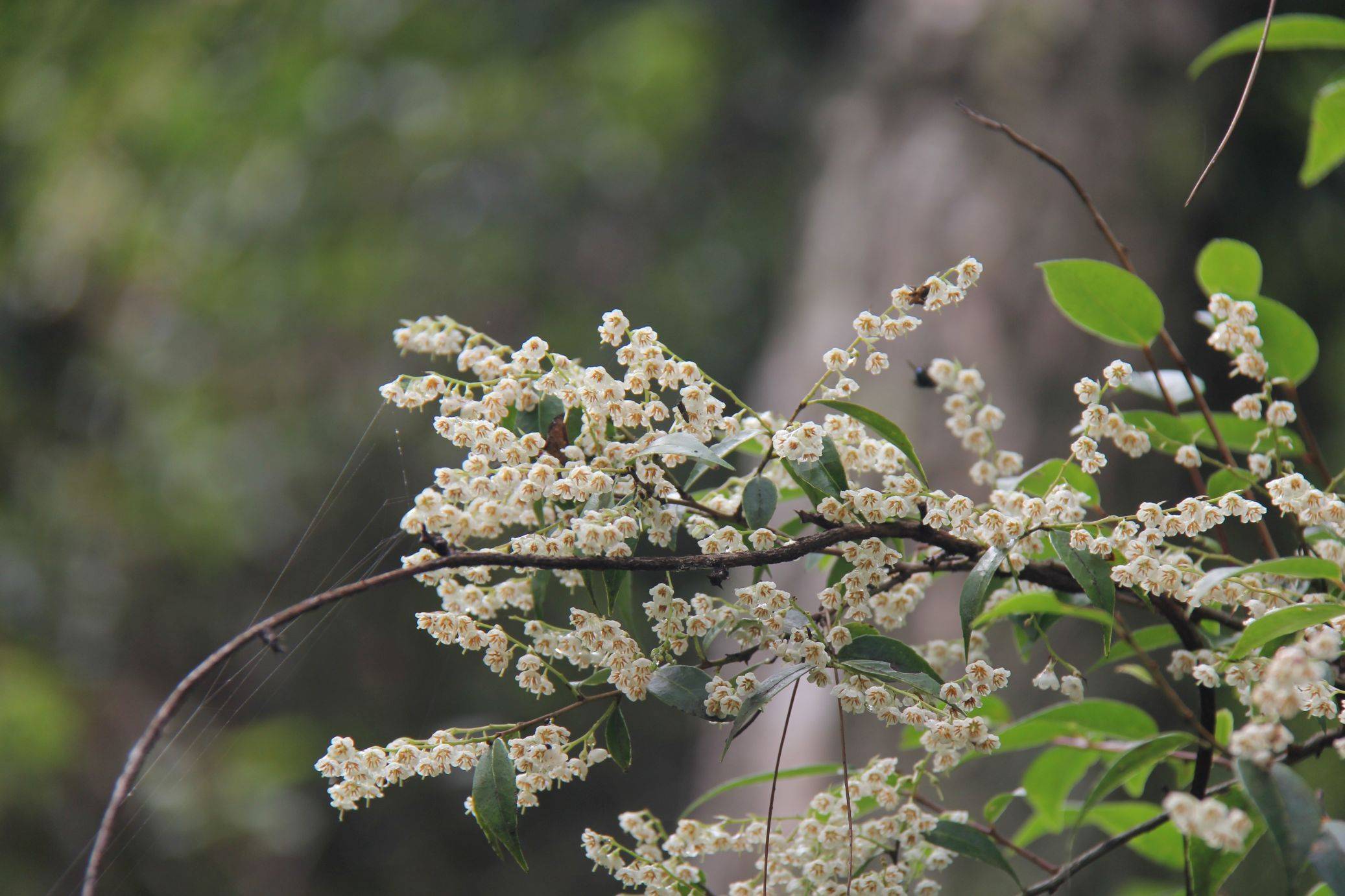 庆元植物1390-杜鹃花科-越橘属-短尾越橘(原越桔属,浙