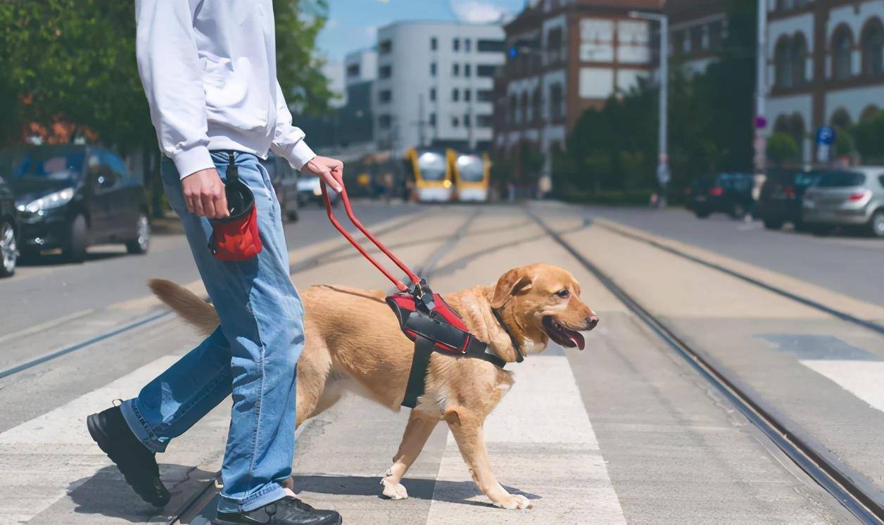 盲人带导盲犬进超市被拒绝导盲犬也是狗附近顾客发声声援