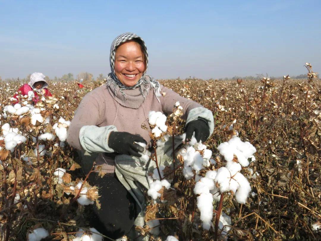 原创河南人在新疆:采棉机省时又便宜 要把棉花一直种下去