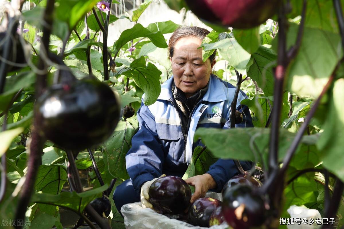 种茄子怎么达到高产优质?管理上做好这4点,茄子后期摘