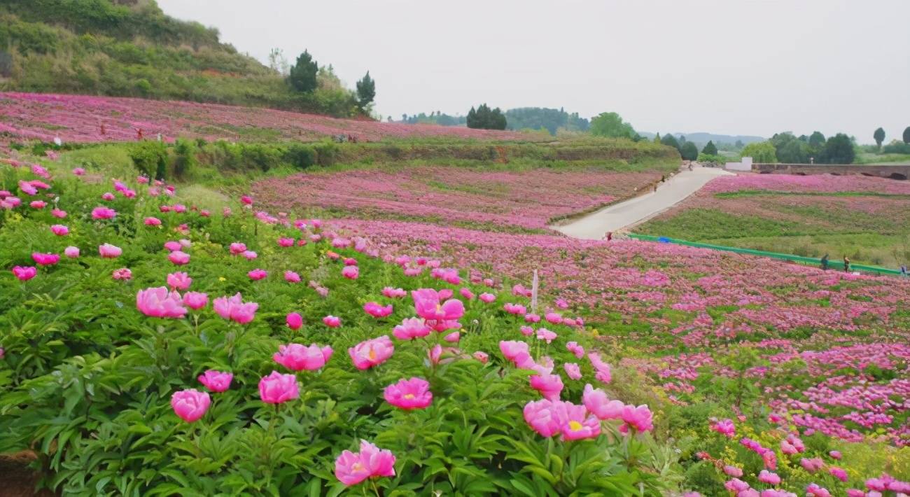 醉美花乡竹篙新城天府菌乡芍药园百万朵芍药花正悄然绽放