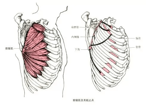 起点:上位8～9肋骨外侧面 止点:肩胛骨内侧缘和下角前面.