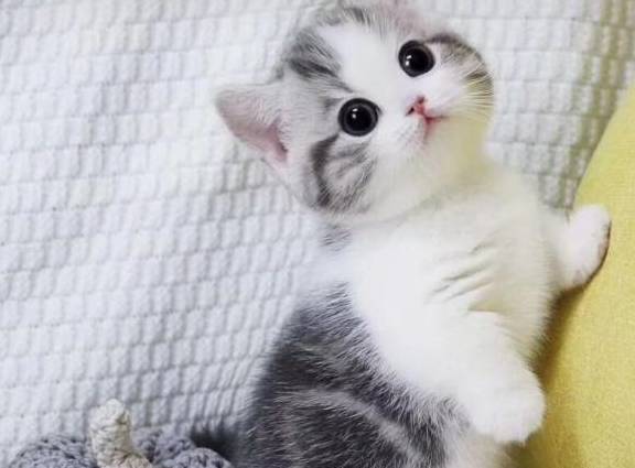 矮脚猫就像是一个长不大的孩子,总是喜欢和铲屎官待在一起,这种猫咪
