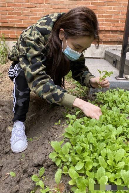 女明星们改做农妇下地种菜,种菜真是中华民族自带的天然天赋