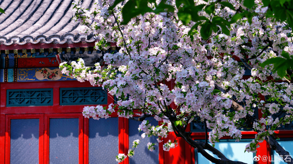 "海棠花溪"北京春天最美的地方,又仙又美!现在去刚刚好!