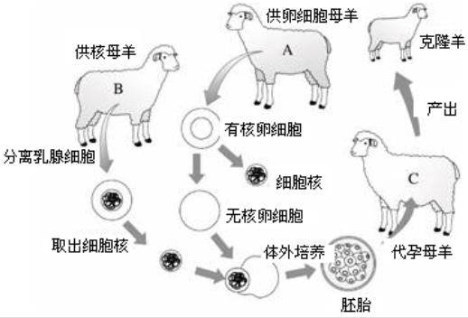 以前生物课上学习的克隆羊多莉后来结局如何说出来让人心痛