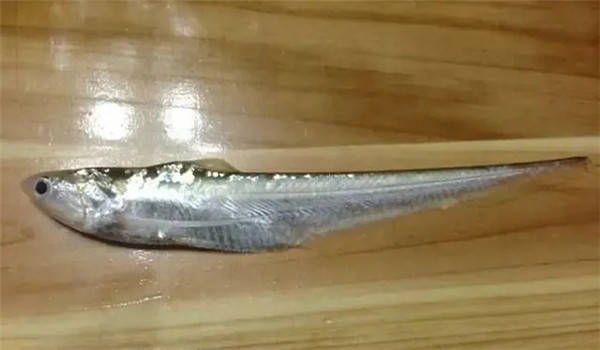 这种鱼凭什么卖这么贵?_江刀