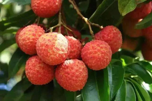 荔枝属于无患子科,为亚热带常绿果树,它是生物学特性和营养特性有