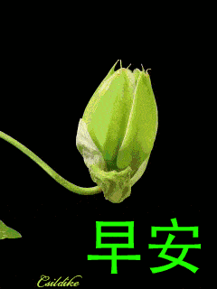 原创8张非常漂亮免打字动态图片带祝福语暖心的春天早安问候祝福图片