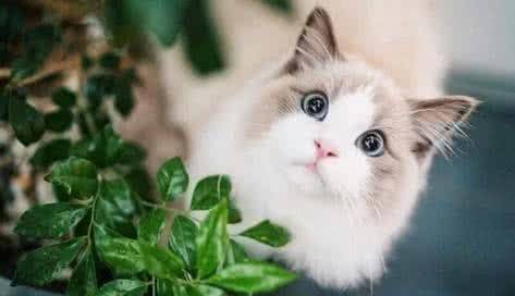 世界上体型最大的猫种排名