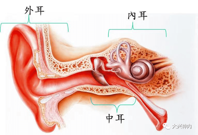 我们今天所说的"罪魁祸首"-耳石位于内耳,内耳主要由三个半规管(前