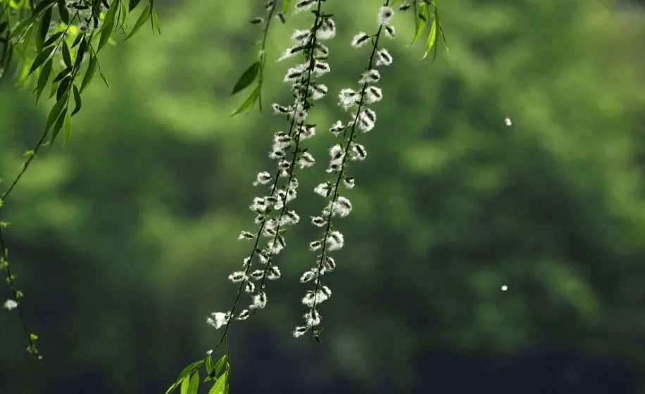 中华好诗词一落索|杨花终日空飞舞,奈久长难驻