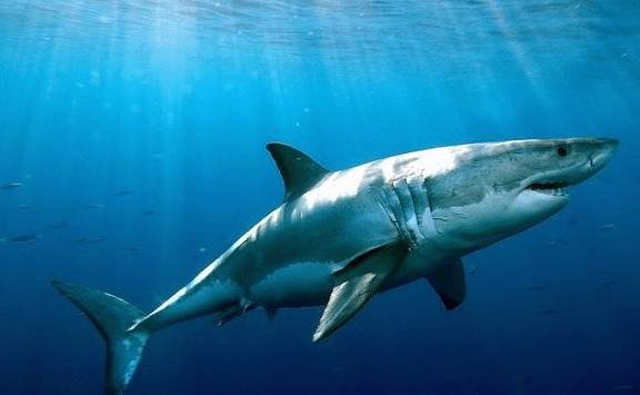 世界10大较厉害的鲨鱼第一种个头很小却敢攻击比它们大的鱼类