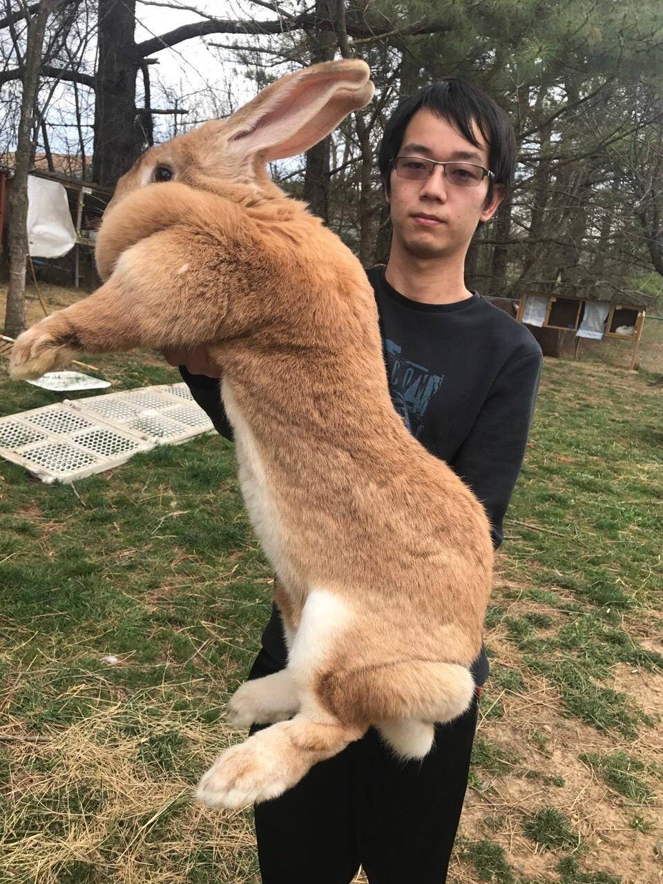 花花公子兔女郎的宠物被盗:世界各地巨型兔子高清照片集锦_大流士