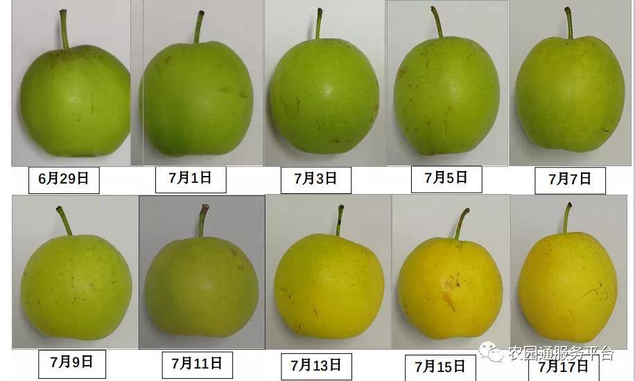 【找品种】6种适宜南京地区种植的"苏翠梨"新品种介绍