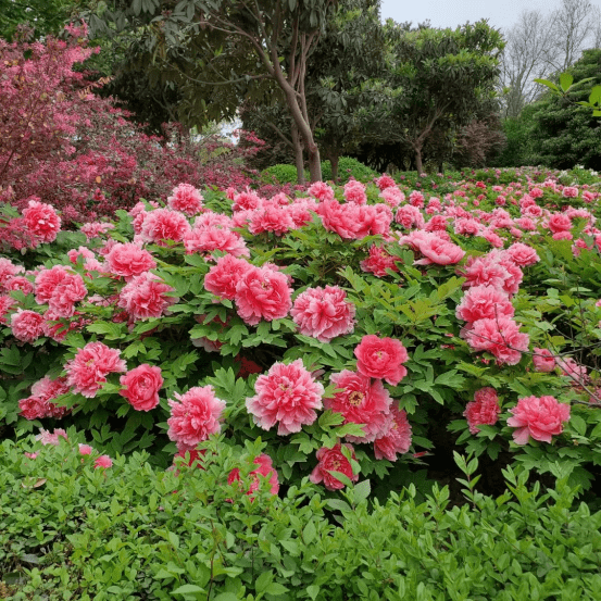 嗨团|洛阳牡丹花盛开,姹紫嫣红迎客来