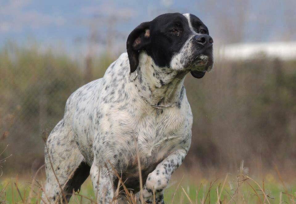 按"性格,功能,凶猛"盘点全世界名犬:看你的爱犬属于哪