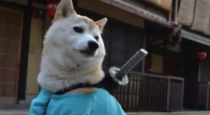 柴犬佩戴上日本武士刀,装得像模像样的,背影好帅气!