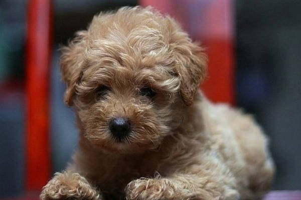 住楼房最好养小型犬,这6种可爱又粘人的狗狗就很适合你!