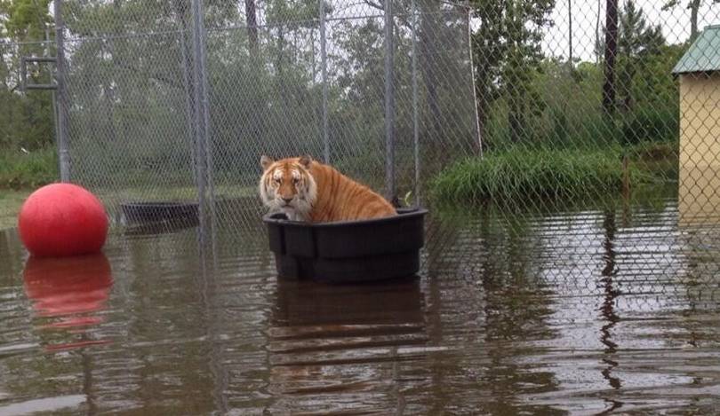 搞笑gif趣图:发大水了,动物园压力有点儿大!