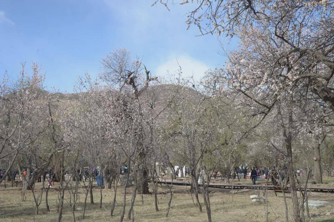 呼和浩特市回民区举办第十届乌素图杏花节