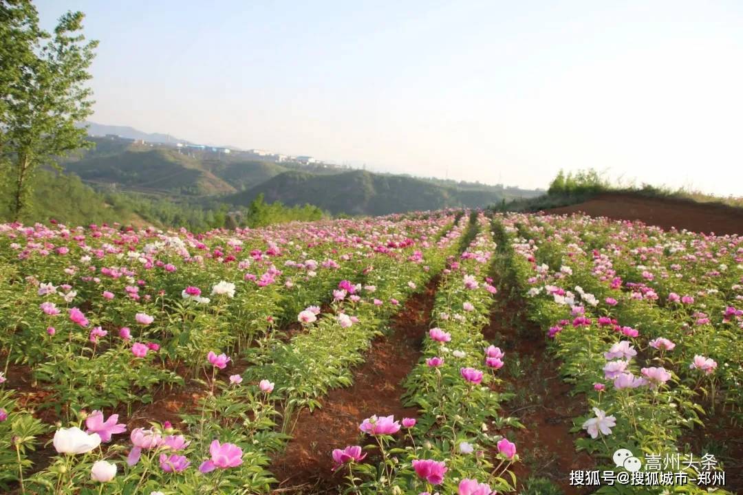 饭坡镇张元村千亩芍药花海等你来约!_嵩县