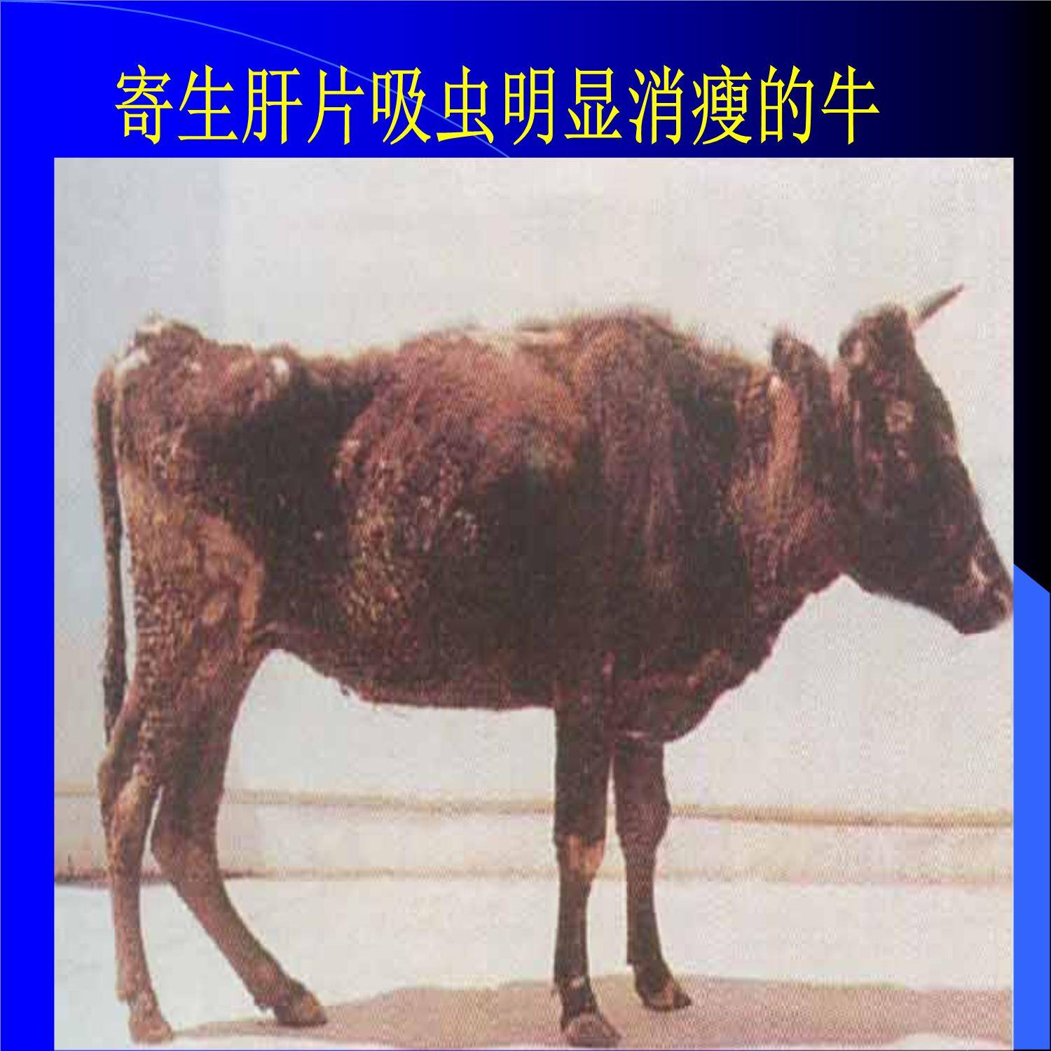 牛肝片吸虫是牛羊的寄生虫病之一,发病初期患牛的主要症状是食欲减退