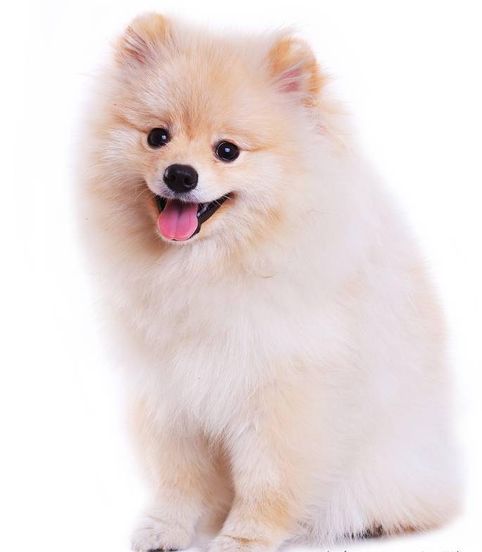 世界名犬—博美犬(松鼠犬,博美拉尼亚犬)玩具犬