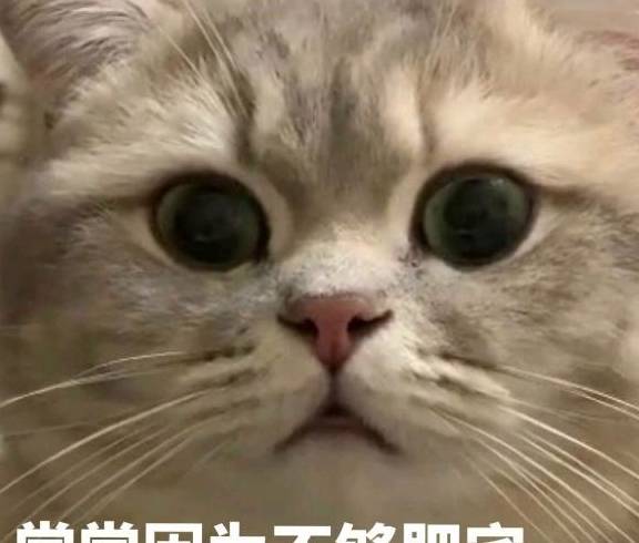 认清现实吧,表情包:打不过你,握手言和吧