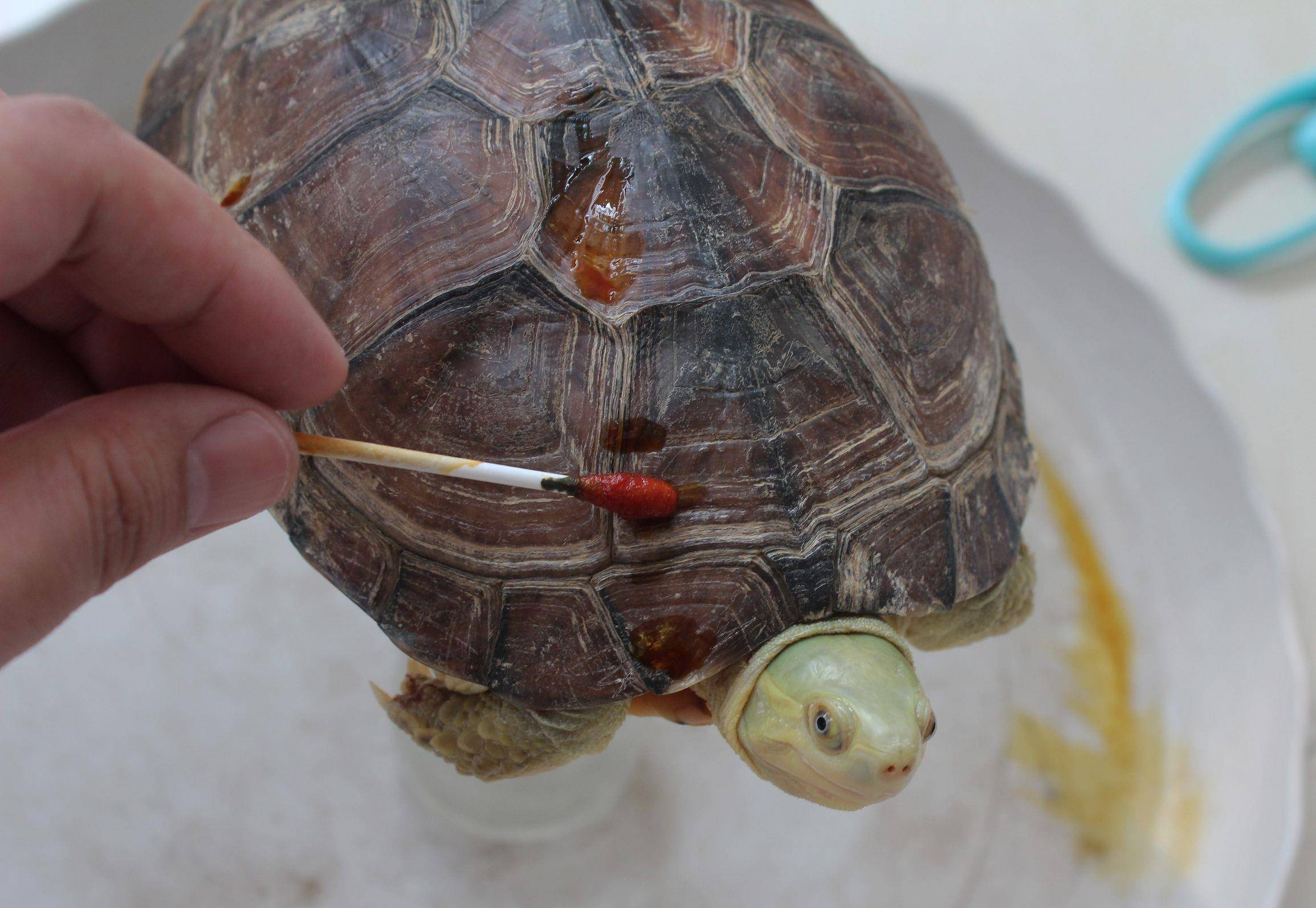 小窍门乌龟常见疾病治疗方法之腐皮腐甲的治疗