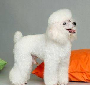 小型犬—贵宾犬poodle