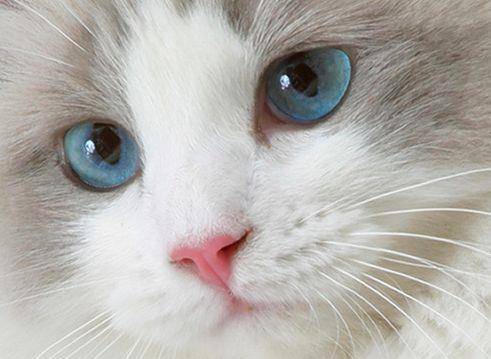 猫星人布偶猫布偶猫海洋一般的眼睛