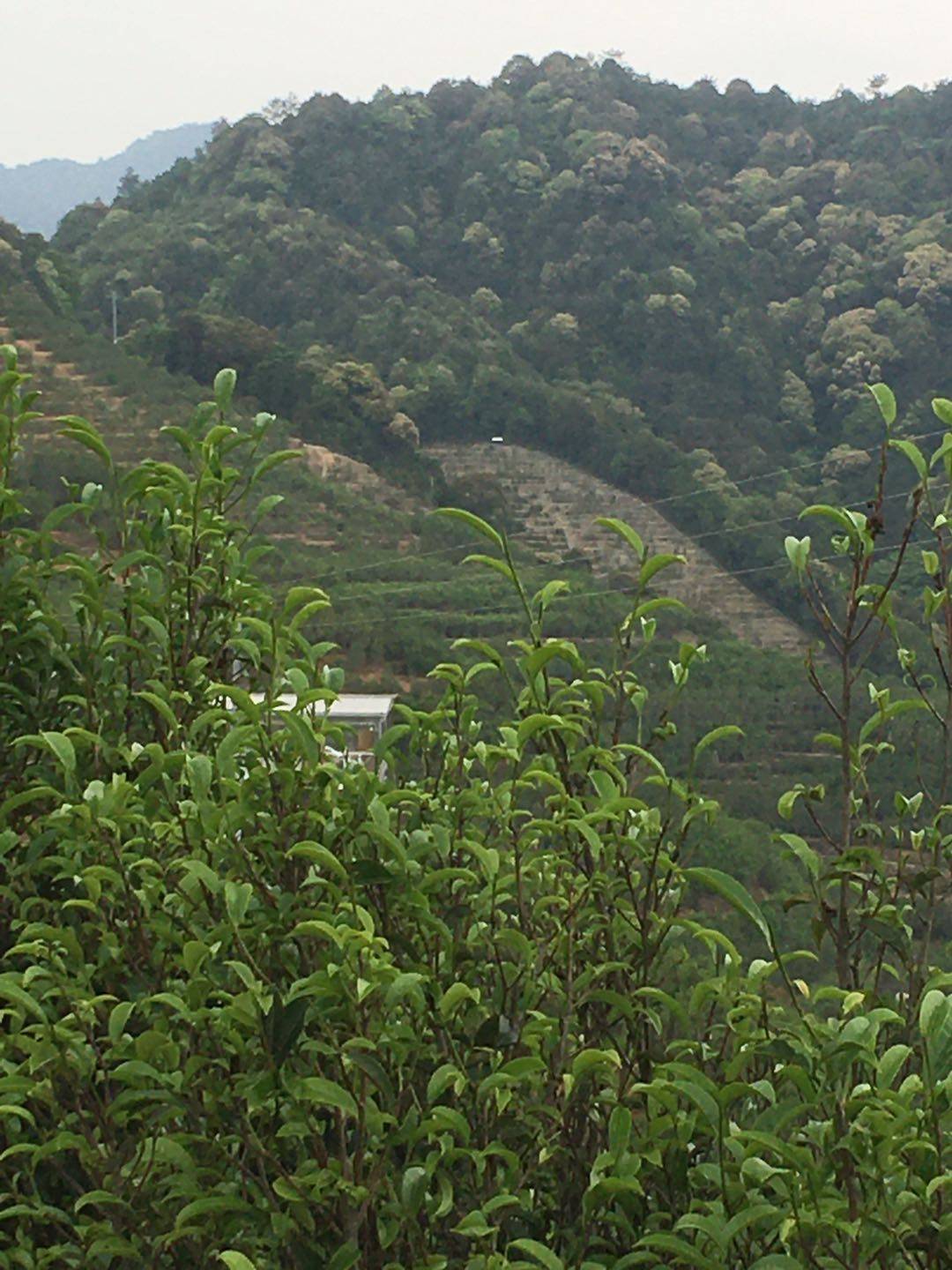 散文《潮州凤凰山上的古蕴》_茶树