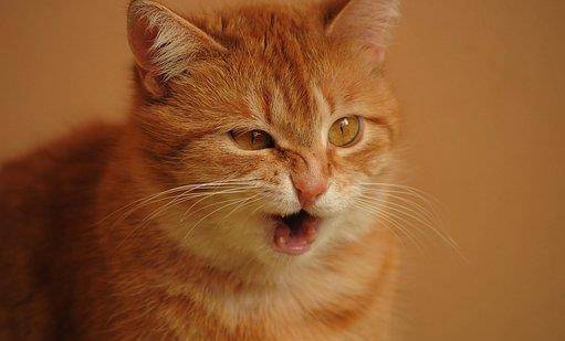猫咪可爱又慵懒的表情,看了以后真想回去撸猫一把!