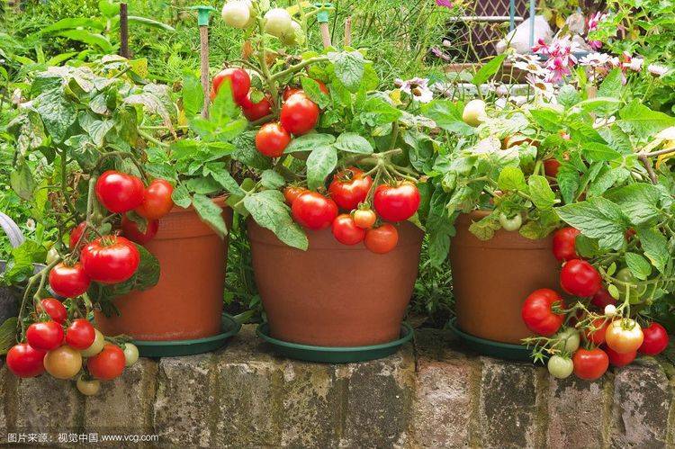 原创阳台盆栽西红柿,学些小技巧,挂果十几个,又大又红甜又沙