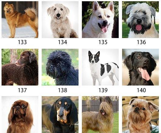 我将狗狗的图片都编有了序号,想知道它们的名字,在本文的最下面.