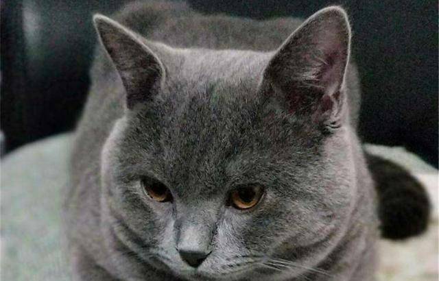 蓝猫完虐入室窃贼,靠猫爪给对方留下"深刻"印象,被誉为英雄猫