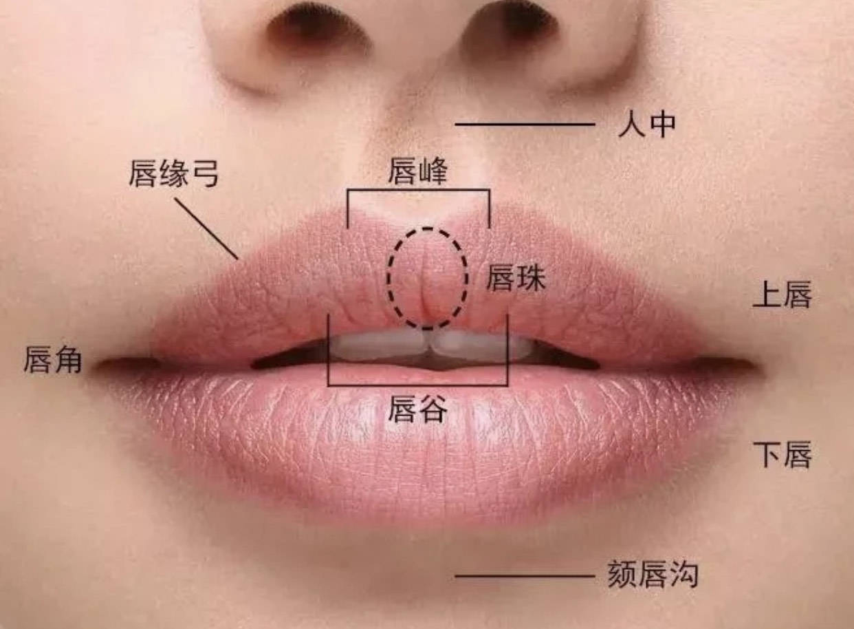 而我们亚洲人的嘴唇标准是在1:1.5,也就是说上嘴唇略薄下嘴唇略厚.
