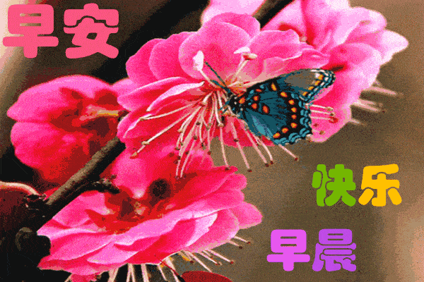 原创8张最美春日早上好问候动态图片鲜花带祝福语 唯美春天早安问候