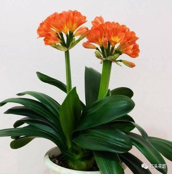 原创过春节,家里养5种"好运花",红红火火"过大年",富贵花开