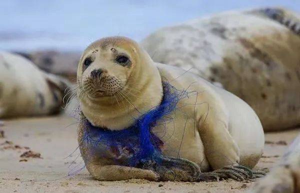 本该自由徜徉的海洋生物如今却因为这些垃圾遍体鳞伤,我们只是在这里