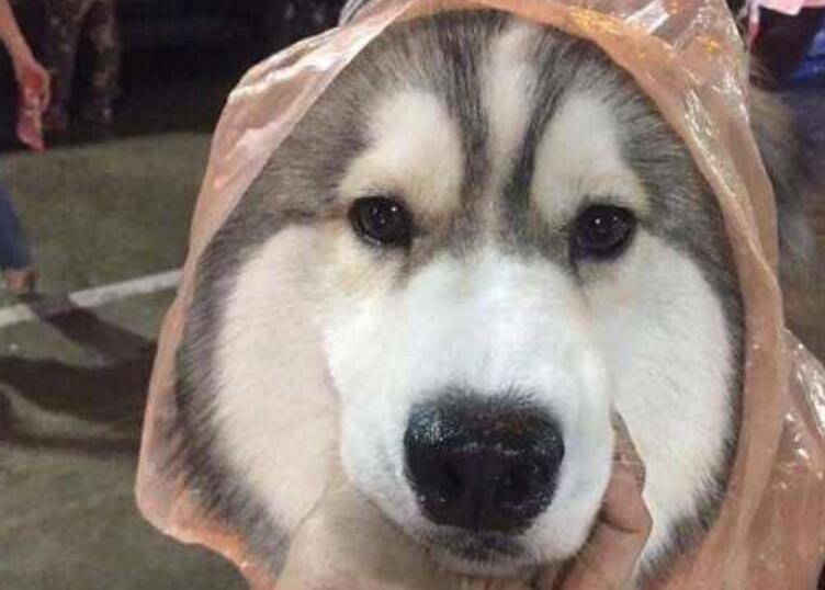 宁可自己淋雨也要把雨衣给狗狗,狗主的这个理由不得不服