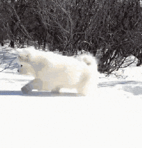 带着狗狗第一次逛超市,可把狗狗兴奋坏了:这些都是咱家的么?