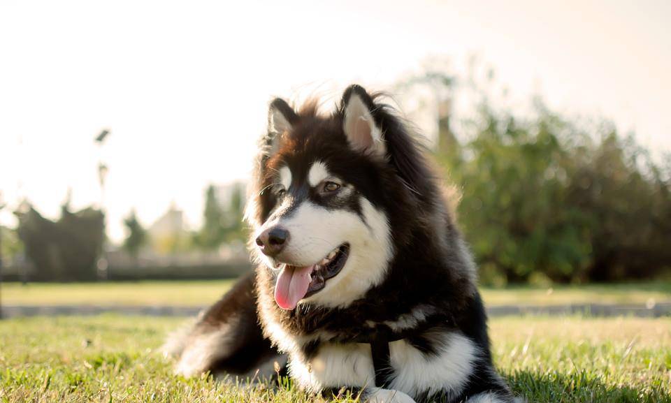 阿拉斯加雪橇犬价格,阿拉斯加犬多少钱?